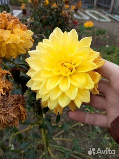 Георгины клубни