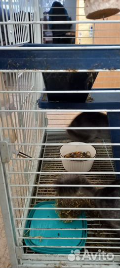 Две шиншилы