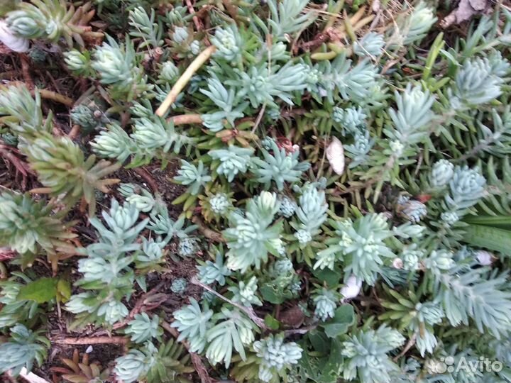 Почвопокровные растения