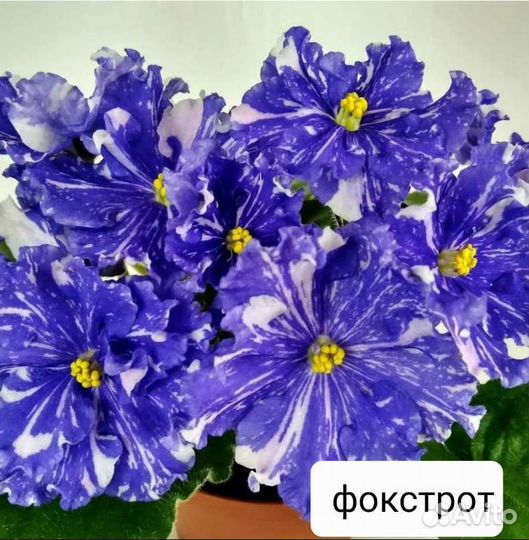 Детки сортовых фиалок
