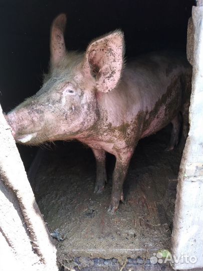 Свиноматки породы Ландрас
