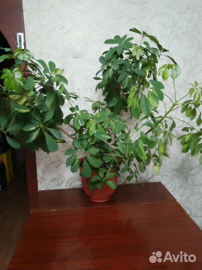 Комнатные цветы шефлера