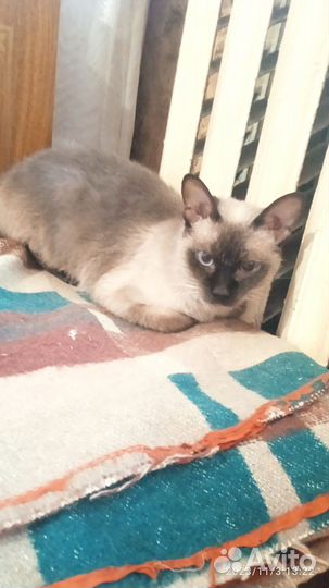 Кошка