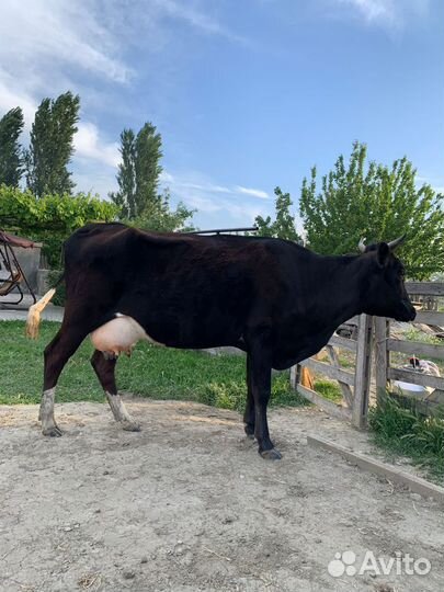 Корова дойная с теленком