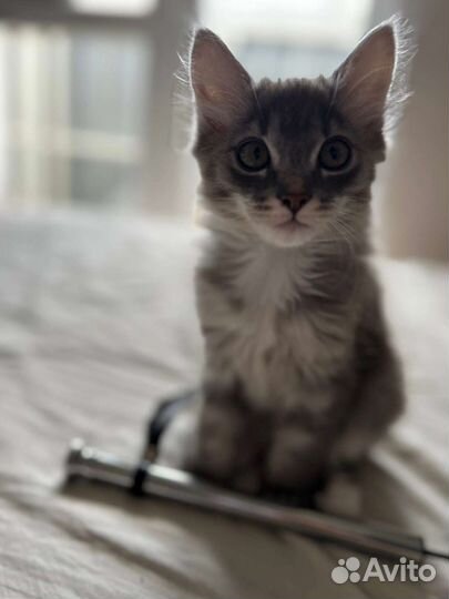 Кошка