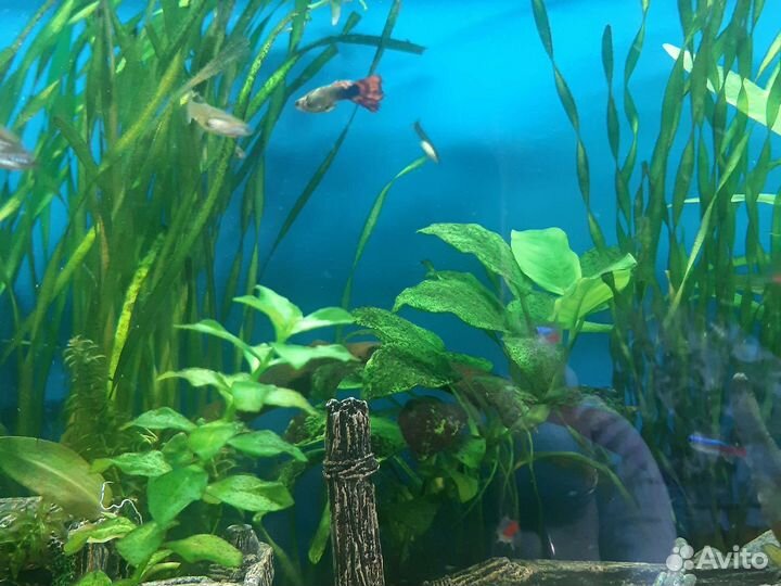 Рыбки гуппи