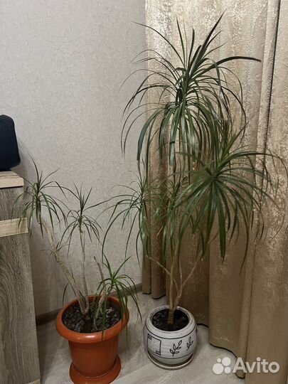 Драцена 2 штуки