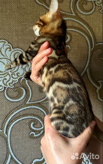 Бенгальские котята
