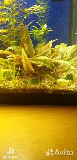 Аквариумные растения