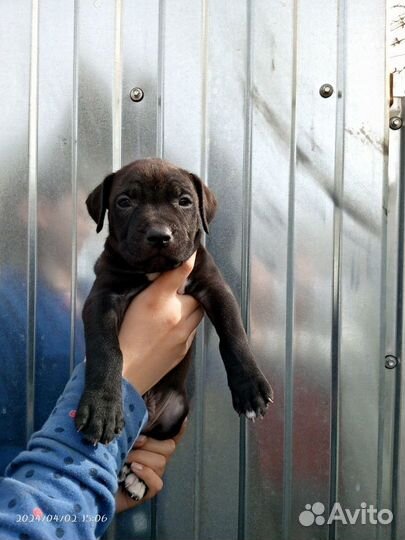 Щенки питбуля