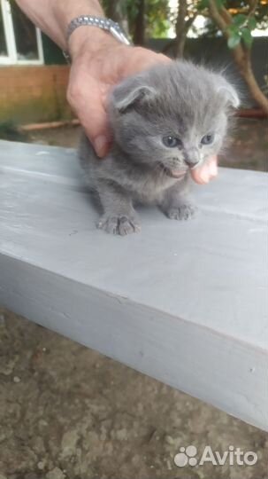 Вислоухий котенок в добрые руки