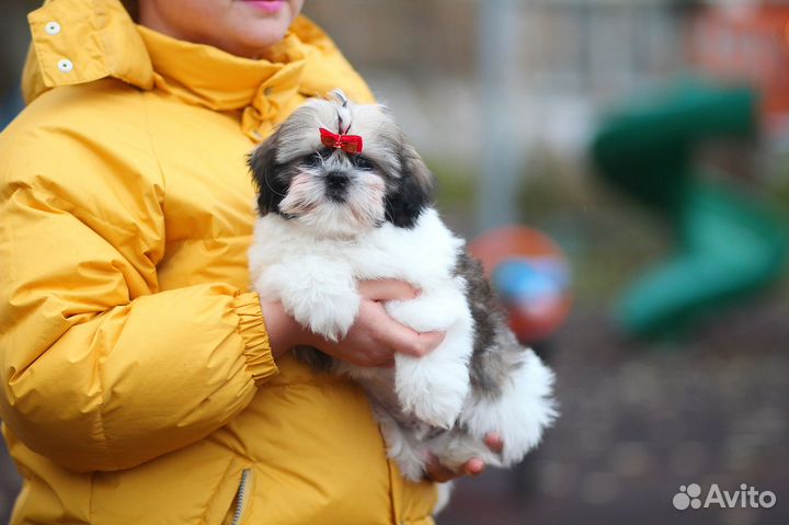 Великолепный мальчик Ши-тцу