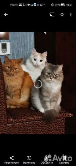 Кошки в добрые руки