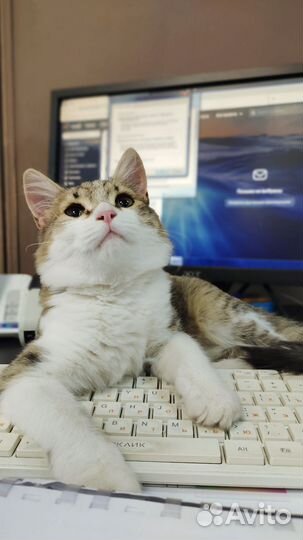 Котёнок в добрые руки