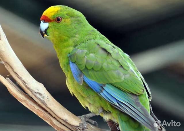 Продаю какарика с клеткой