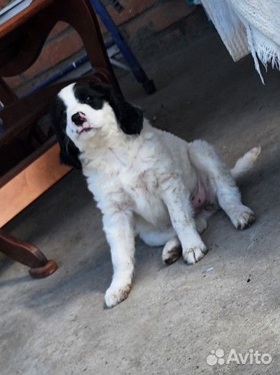 Щенок в добрые руки бесплатно