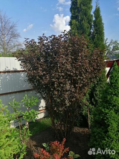 Пузыреплодник Дьяболо