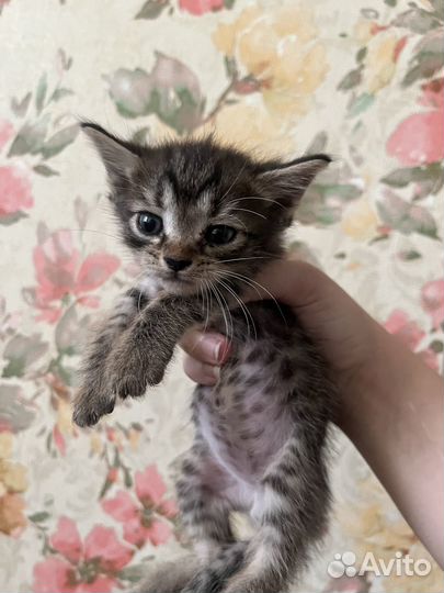 Голубоглазые котята в добрые руки