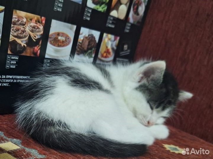 Милые котята ищут заботливых владельцев и друзей