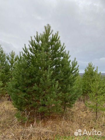 Сосна обыкновенная