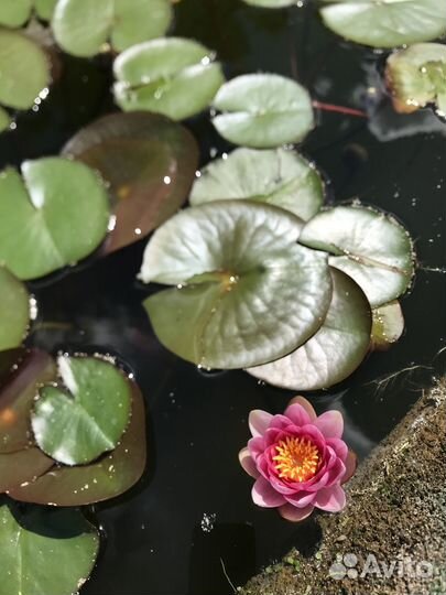 Нимфеи для пруда