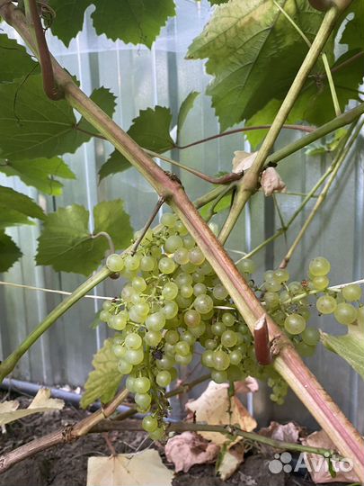Саженцы винограда