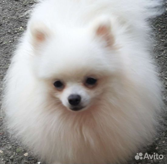 Кобель для вязки шпиц