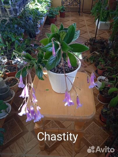 Хирита(примулина)