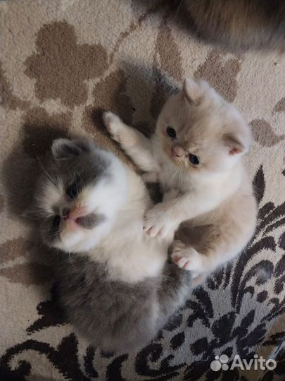 Экзотические котята