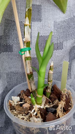 Дендробиум