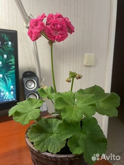 Пеларгония герань сортовая