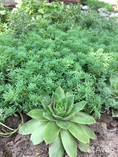 Молодило Каменная роза почвопокровник