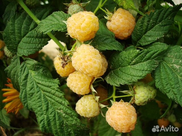 Растения излишки продам с окс