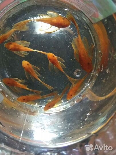 Анциструс супер Ред вуалевый подростки