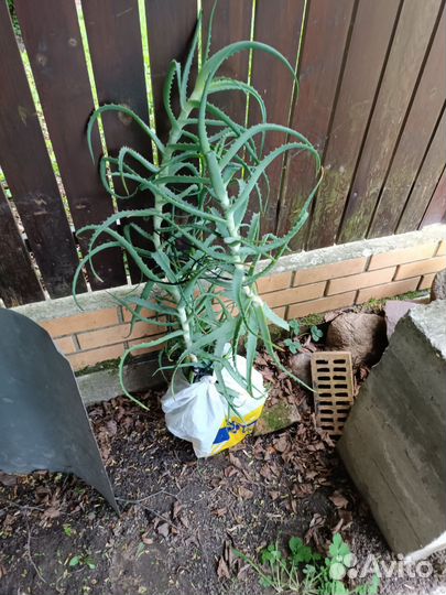 Алоэ 3,5 года