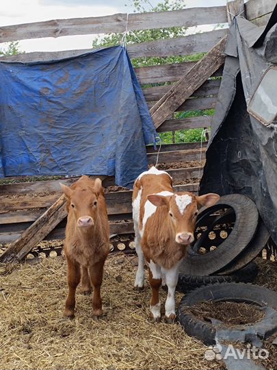 Продам телят