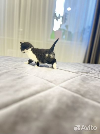 Котенок в добрые руки