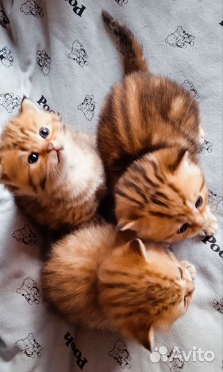Котята, золотые