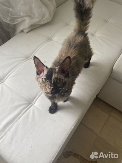 Кошка в дар