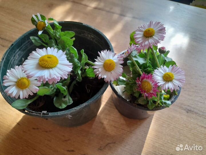 Фото 1 маргаритки фото 2 примула