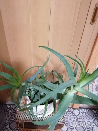 Алоэ столетник