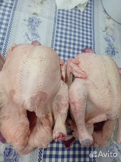 Домашний бройлер