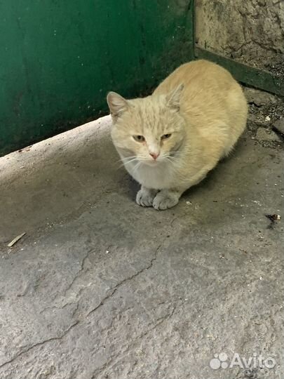 Кот Персик ищет дом