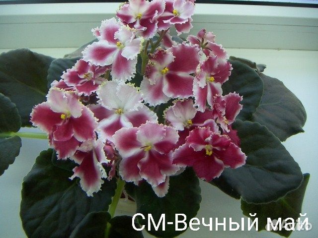 Детки фиалок