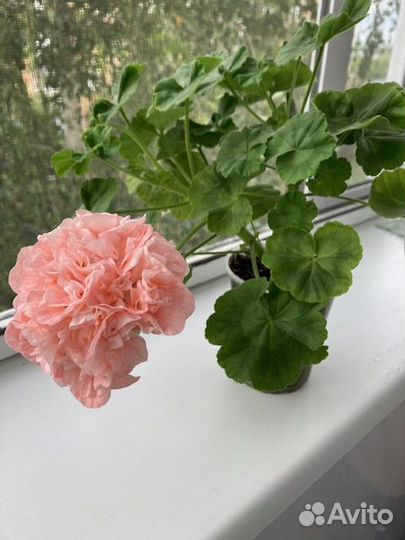 Герань.пеларгония