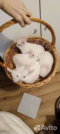 Крольчата карликовые