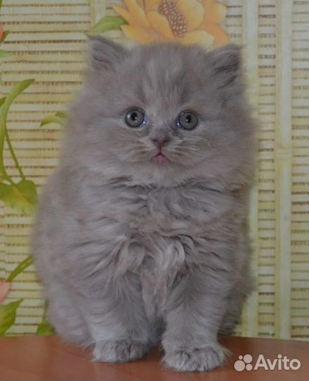 Пушистое счастье