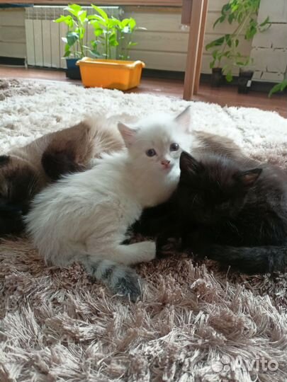 Обычные котята