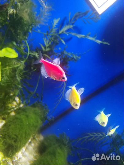 Аквариумные рыбки