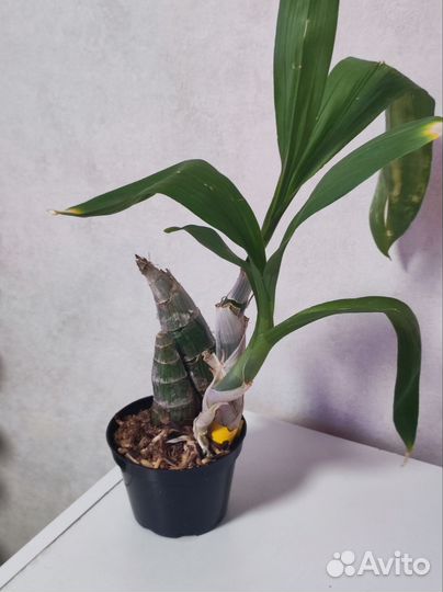 Орхидея 57FDK after dark bakers Black hole